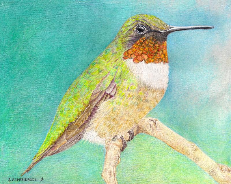 Hummingbird