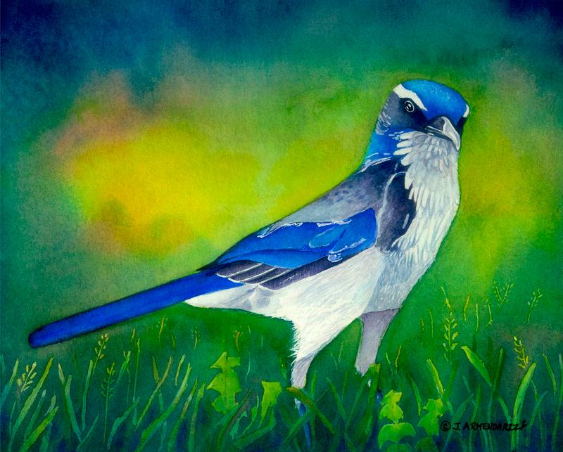 BlueJay