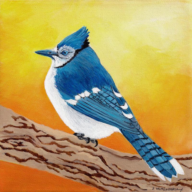 Blue Jay Rising Sun